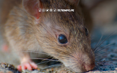 Minsa emite alerta epidemiológica por incremento de casos de leptospirosis en el Perú