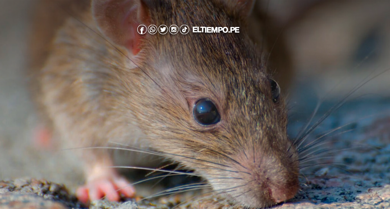 Minsa emite alerta epidemiológica por incremento de casos de leptospirosis en el PerúET Minsa emite alerta epidemiológica por incremento de casos de leptospirosis en el Perú