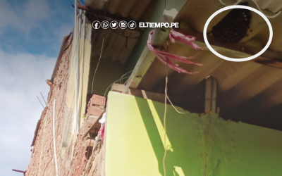 Talara: Peligrosas colmenas, en casas y postes