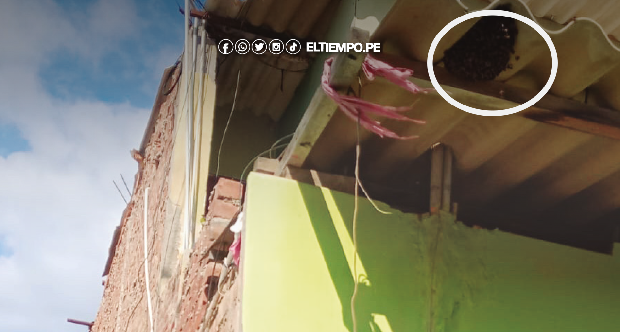 Peligrosas colmenas, en casas y postes Peligrosas colmenas, en casas y postes