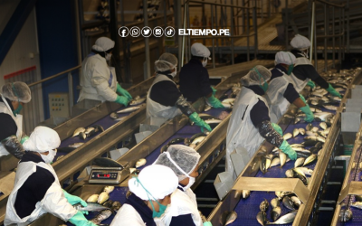 Piura impulsa su economía con crecimiento de 4,7% y sectores clave que dinamizan el empleo