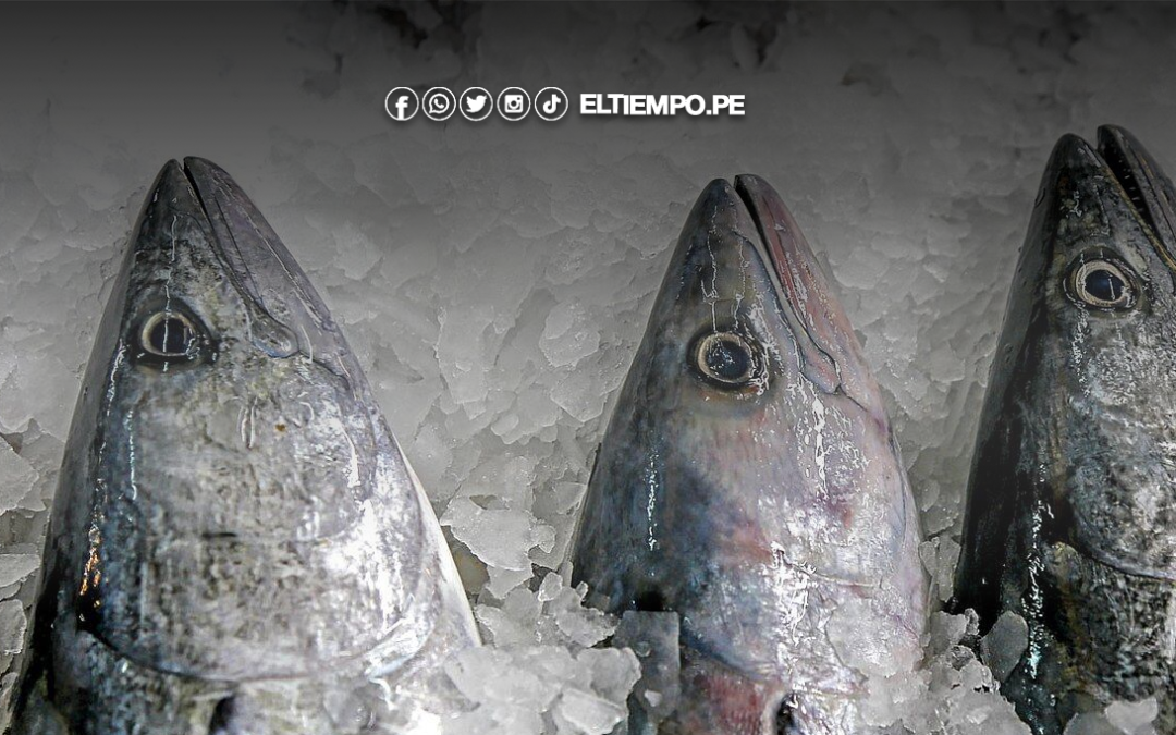 PRODUCE optimiza distribución de cuota de bonito y amplía oportunidades para pescadores artesanales