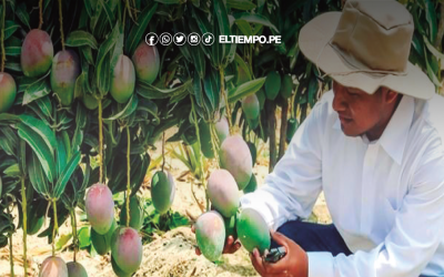 Piura: Denuncian falta de presupuesto para proyecto del mejoramiento del mango