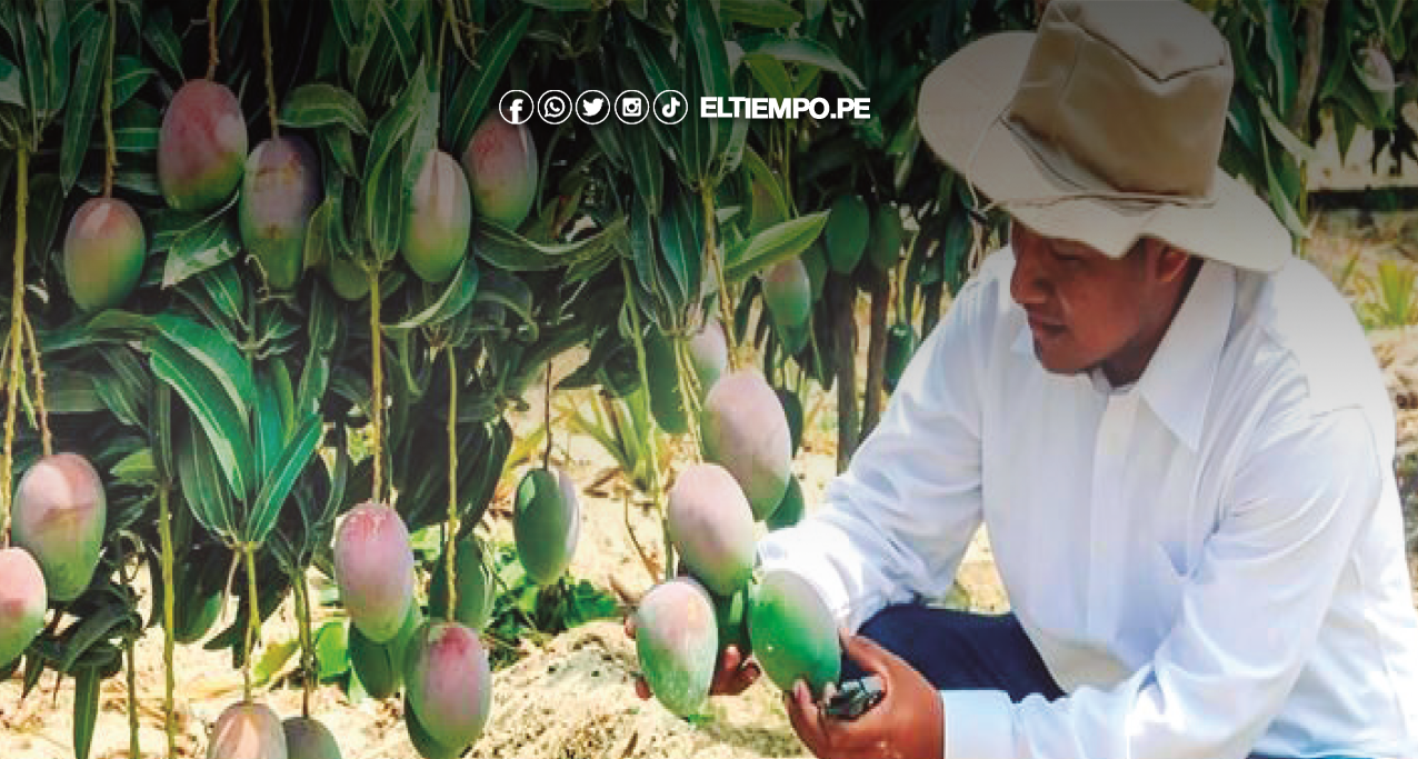 Denuncian falta de presupuesto para proyecto del mejoramiento del mango El Proyecto de Inversión Pública (PIP) de Mejoramiento de la Cadena Productiva del Mango carecería de financiamiento programado por el Gobierno Regional de Piura, según denunció Adolfo Bautista Miranda, presidente de la Comisión de Usuarios Valle de los Incas e integrante de la Mesa Técnica Regional del Mango, tras reuniones sostenidas con funcionarios del sector agrario regional. “Nos reunimos con el director regional de Agricultura y luego con el gerente del Gobierno Regional. Allí nos mostraron la programación presupuestal y el PIP del mango no figura con recursos asignados. Por ese motivo solicitaremos una reunión con el gobernador Luis Neyra, debido a la necesidad urgente de financiamiento para los productores”, sostuvo. PUEDES LEER ► Congreso aprueba bono vitalicio para veteranos y pone la decisión final en manos del Ejecutivo Según Bautista, la ausencia de recursos compromete acciones prioritarias vinculadas al control de plagas, asistencia técnica y fortalecimiento de la producción regional. Agricultores demandan medidas inmediatas ante el avance de la mosca de la fruta y otros problemas fitosanitarios, los cuales afectan la competitividad del cultivo en la región. “Los productores necesitan apoyo para enfrentar la mosca de la fruta y mejorar la asistencia técnica. Si el financiamiento se concreta recién en mayo o junio, el proyecto perdería sentido para la campaña actual. Por ello exigiremos una respuesta concreta de las autoridades regionales”, afirmó. Asimismo, el dirigente del valle recordó que el proyecto lleva más de tres años, sin presentar algún avance en concreto.