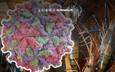 Detectan posible vínculo entre virus marino CMNV y enfermedad ocular en humanos