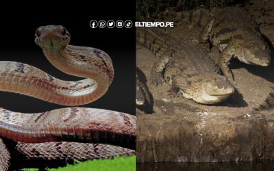 India evalúa usar serpientes y cocodrilos como “barrera biológica” en la frontera con Bangladés