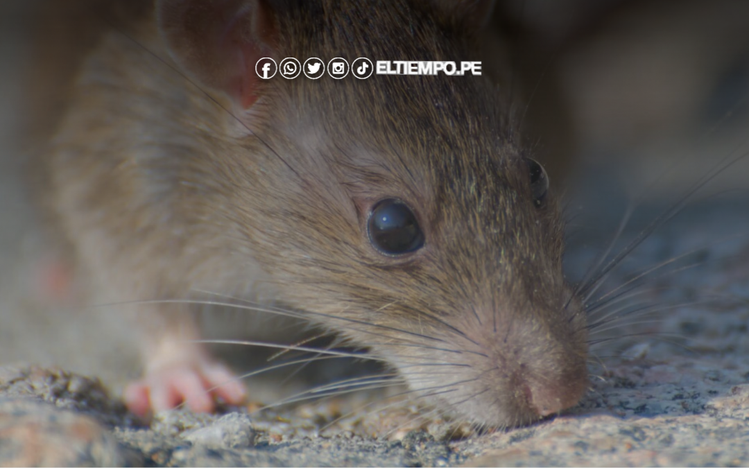 Fallas en servicios básicos elevan casos de leptospirosis en la región