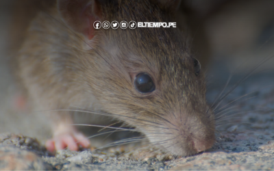 Fallas en servicios básicos elevan casos de leptospirosis en la región