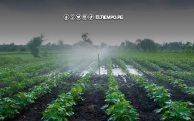 Sector agropecuario crece 2.4% en el primer bimestre impulsado por mayor producción agrícola y pecuaria