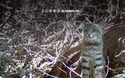 Piura: registran presencia del gato de pajonal en la Reserva Illescas