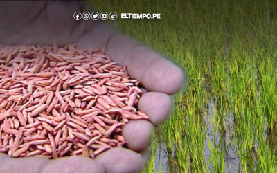 Crisis del arroz: Gobierno destina S/170 millones, pero agricultores exigen S/300 millones para enfrentar emergencia