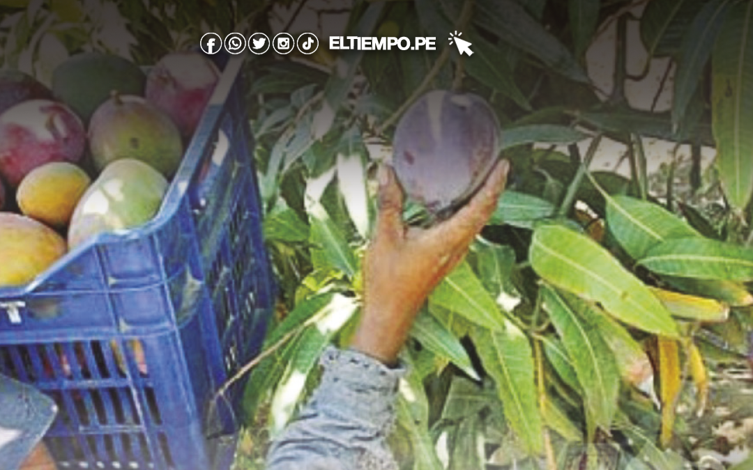 Piura: Por calor, 31 mil ha de mango en riesgo