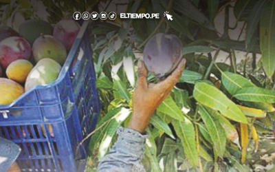 Piura: Por calor, 31 mil ha de mango en riesgo