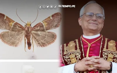 Científicos nombran a una nueva especie de polilla en honor al papa León XIV
