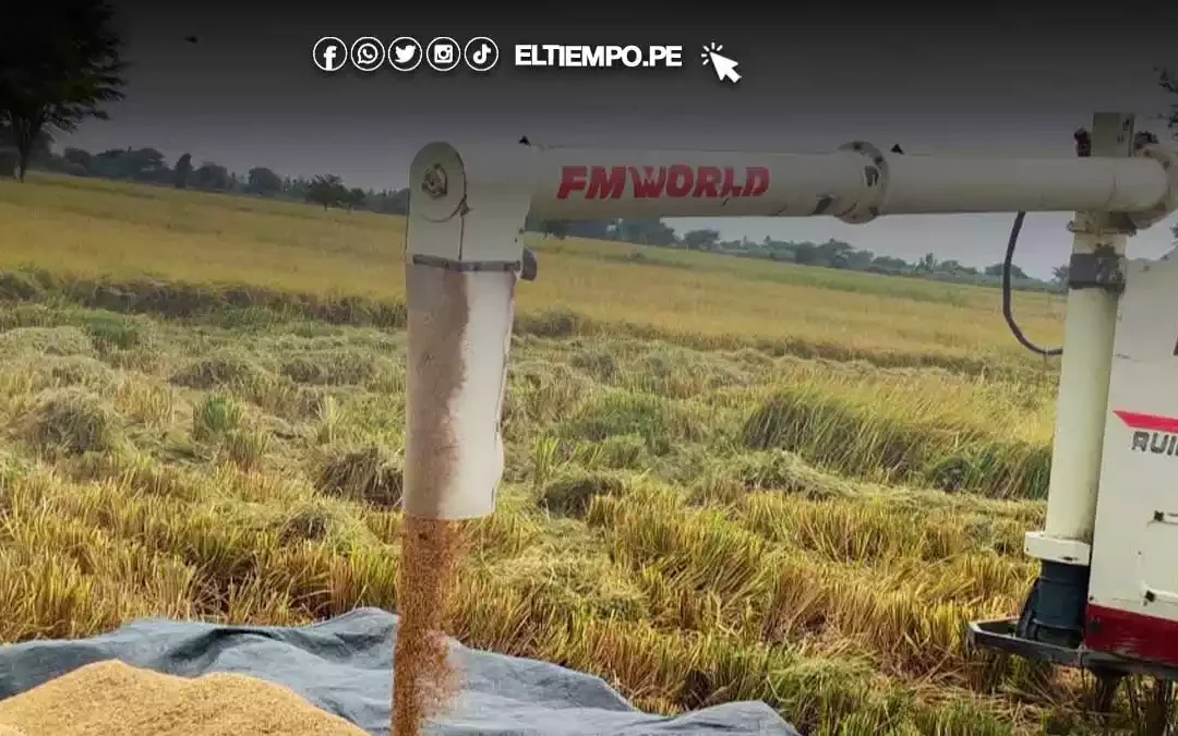 Extorsionadores amenazan a agricultores arroceros