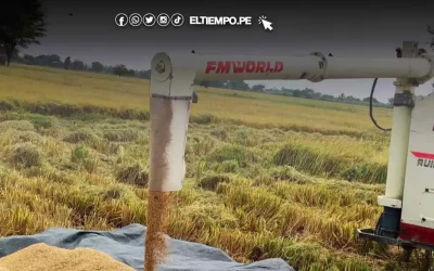 Extorsionadores amenazan a agricultores arroceros